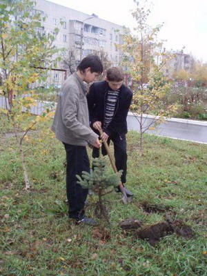 Соснам и елям открыты двери