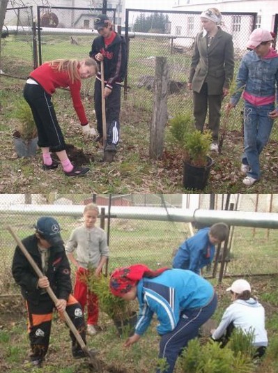 При посадке деревьев и кустарников на школьной территории было задействовано 75 человек