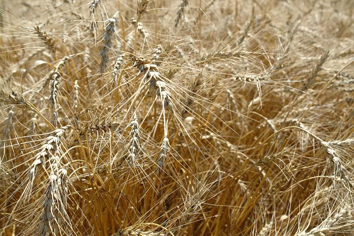 Хозяйства Шумерлинского района приступили к уборке зерновых культур
