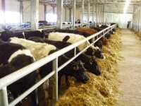 Зимовка скота является одним из самых трудных экзаменов для работников животноводства