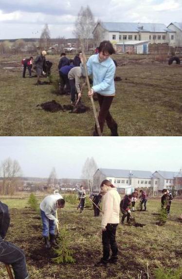 Создать свой участок лесных посадок, ухаживать за ним – вот доброе дело