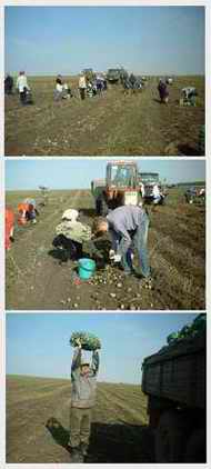 Работники администрации Шумерлинского района дружно выехали на уборку картофеля