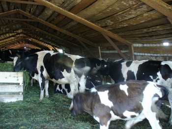 Наивысшие надои молока в эти дни в ООО «Полянка» Шумерлинского района