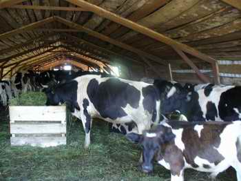 В Шумерлинском районе на 28,7 % по сравнению с прошлым годом  увеличилось производство молока