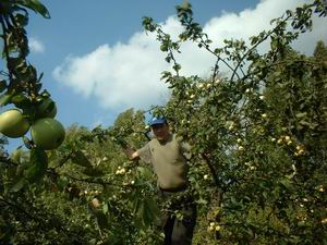Большой урожай яблок получили в ООО "Вперед"