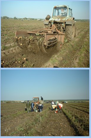 Работники администрации Шумерлинского района выехали на уборку картофеля