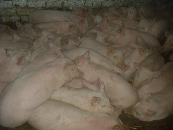 В Шумерлинском районе поголовье свиней увеличилось в три раза