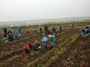 17:29 В хозяйствах Шумерлинского района - горячая пора