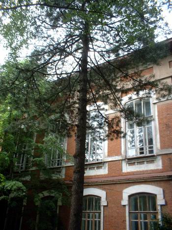 На территории Ядринской национальный гимназии произрастает редкий вид дерева – кедр