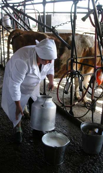Самый лучший показатель по надоям молока в СХП «Родина» Ядринского района