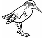 10:00_ 1 апреля  - Международный день птиц