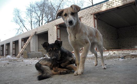 Не собаки виноваты