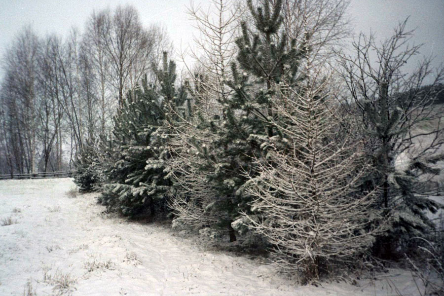 68.jpg