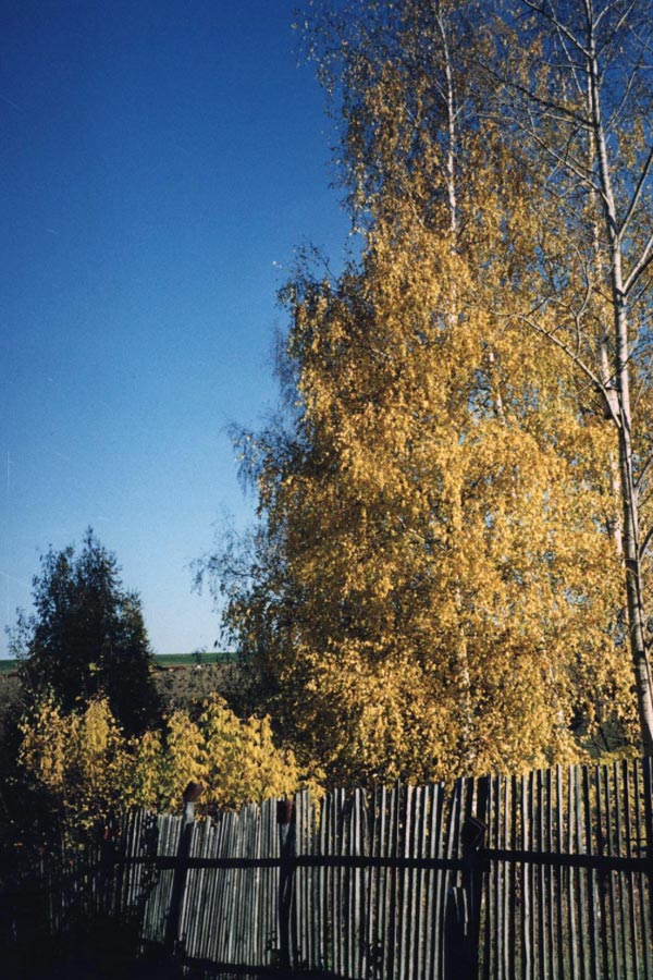 78.jpg