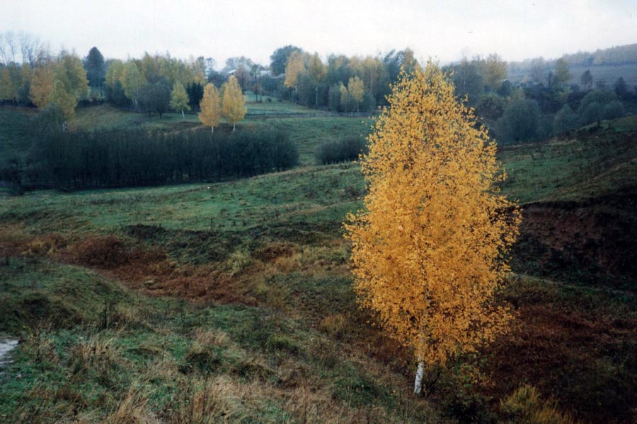 81.jpg