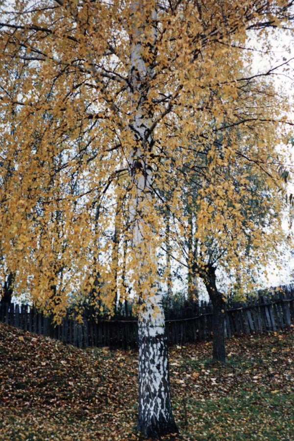 82.jpg