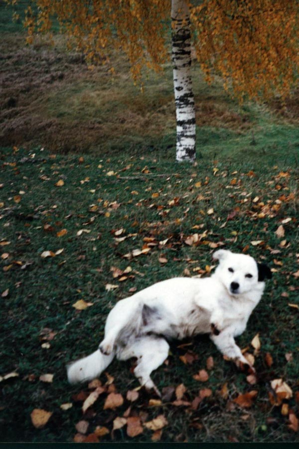 80.jpg