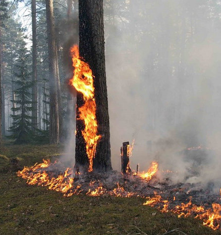 14:40 Не попади в беду: сохранность лесных богатств нашей республики от огненной стихии – в руках самих жителей