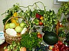 P1040036.JPG