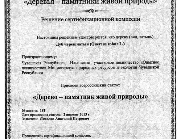 Дубу одного из лесничеств Минприроды Чувашии присвоен всероссийский статус «Дерево — памятник живой природы»