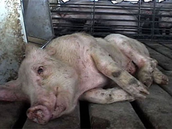 О ситуации и мерах по борьбе с распространением африканской чумы свиней (АЧС) на территории России по состоянию на 27 июня 2013