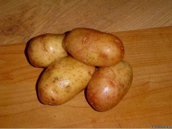Уборка картофеля: полезные советы