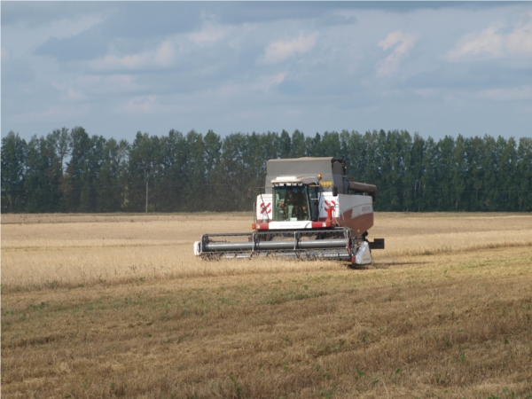 В Аликовском районе убрано 89% зерновых культур