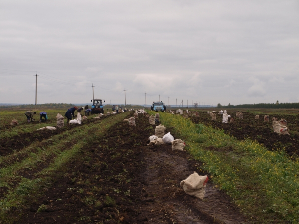Заместитель министра сельского хозяйства Чувашской Республики Н.П. Якимов на полях района ознакомился с ходом уборки урожая