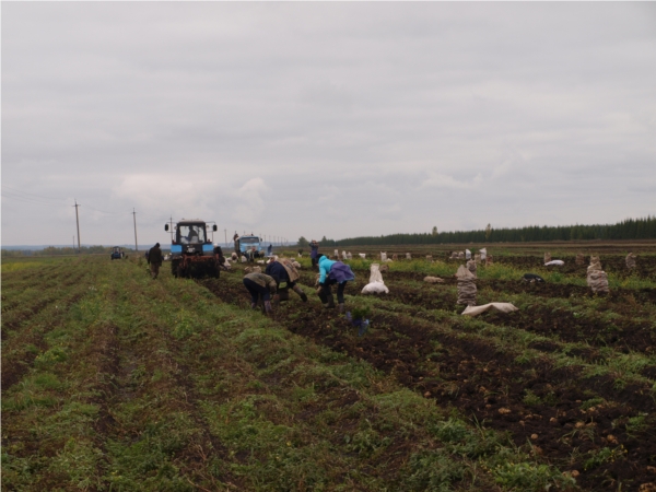 Аликовский район: главная задача аграриев – завершение уборки картофеля