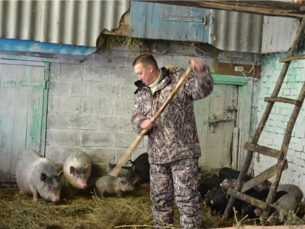 Алексей Алексеев из Канашского района разводит вьетнамских свиней