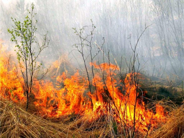 От пала травы до беды полшага