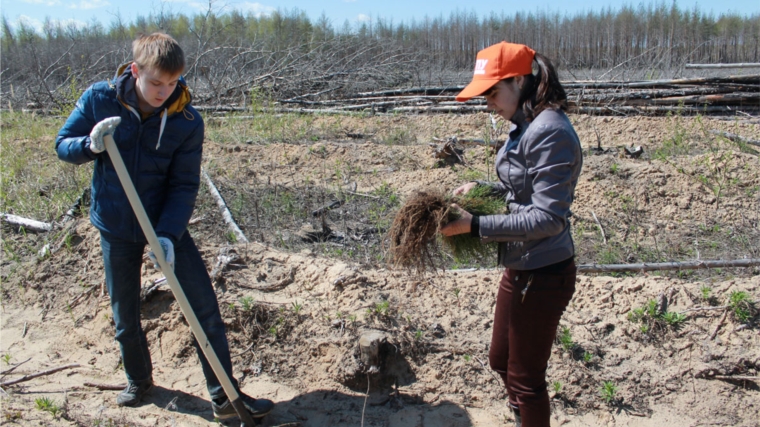 Студенты ЧГПУ приняли участие в акции «Всероссийский день посадки леса»