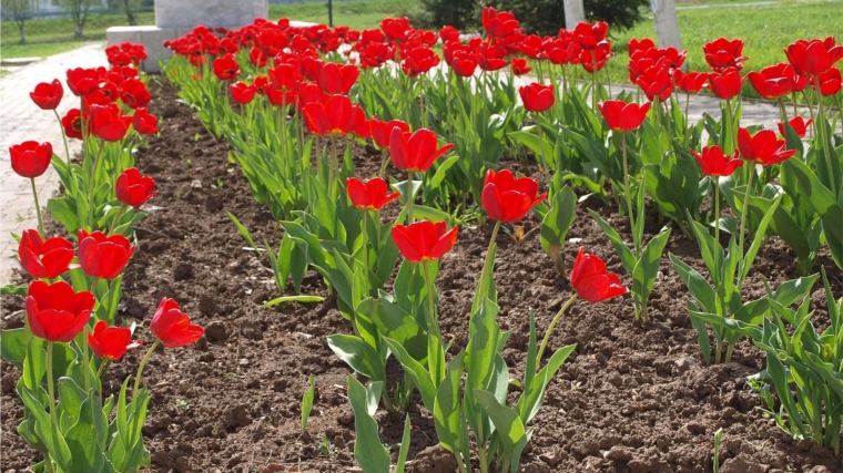 Благоустройство территории: и зацвели тюльпаны в мае …