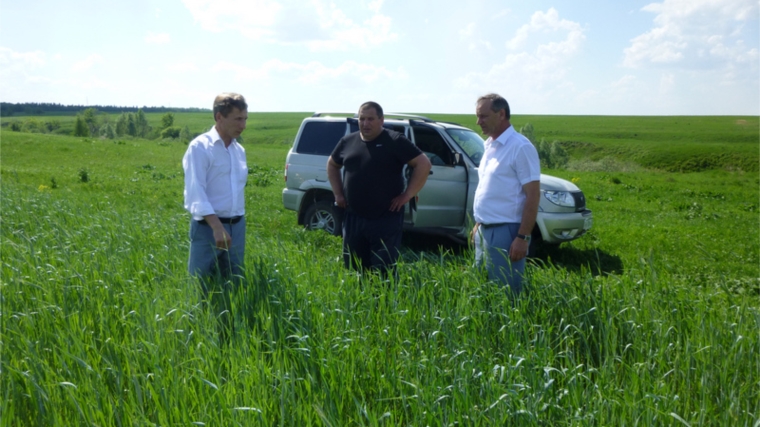 Начальник Гостехнадзора Чувашии В.П. Димитриев ознакомился с всходом зерновых культур в ООО «Новь»