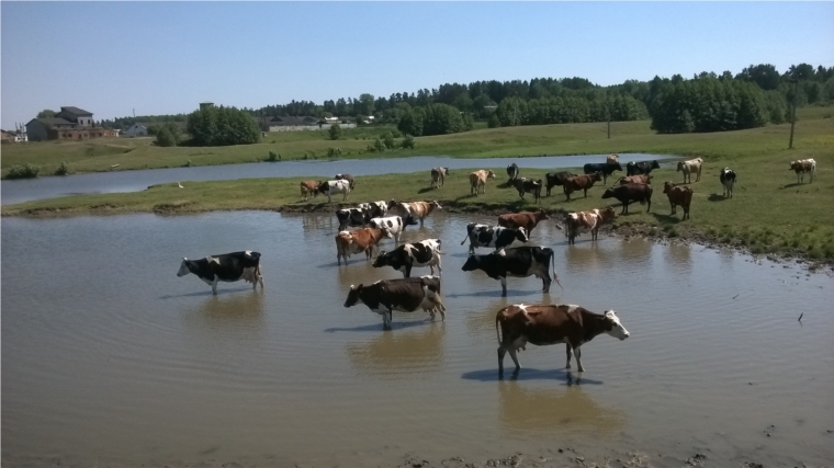 Производство и реализация молока в сельскохозяйственных организациях района