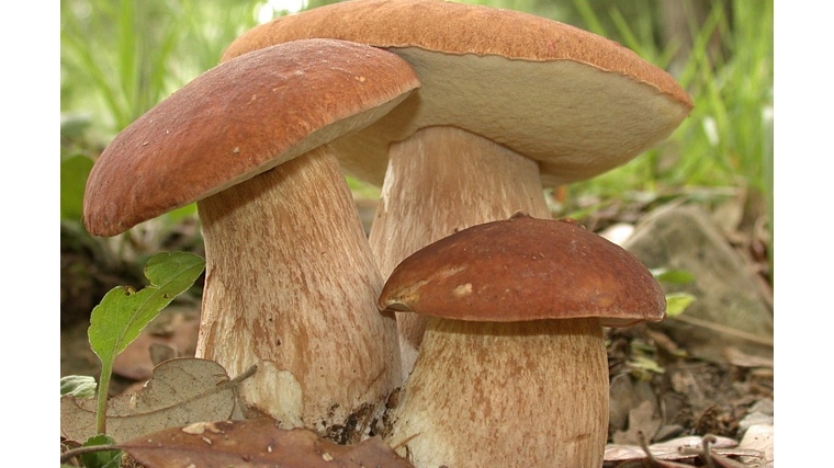 Съедобные грибы: изображения без лицензионных платежей