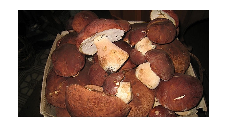Сезон грибов