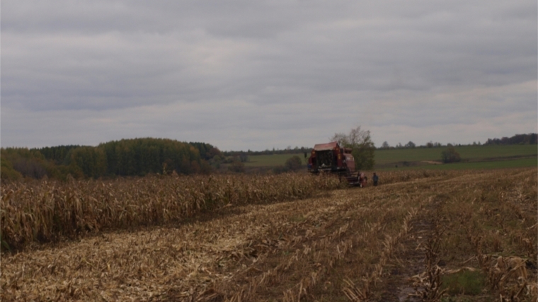 В СХПК «Новый путь» ведется уборка кукурузы на силос