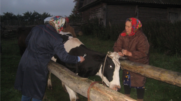 В Моргаушском районе началась профилактика туберкулеза крупного рогатого скота