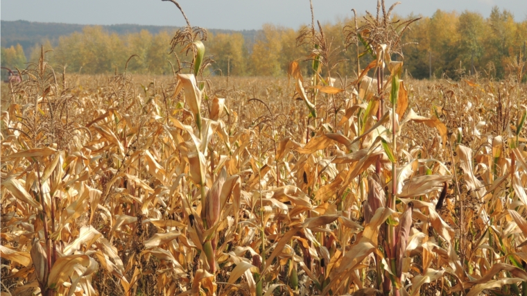В СХПК «Коминтерн» ведется уборка кукурузы на силос