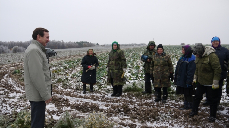 Глава Ядринской районной администрации Владимир Кузьмин проведал обстановку по сбору урожая капусты в Асламасских полях