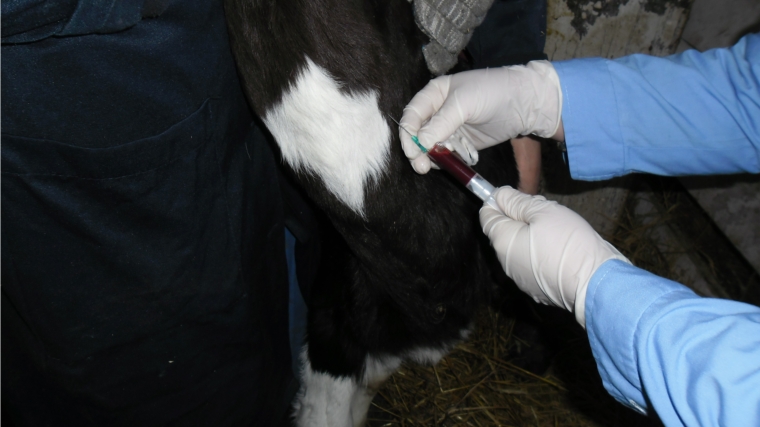 Об отборе крови от молодняка крупного рогатого скота в Янтиковском районе