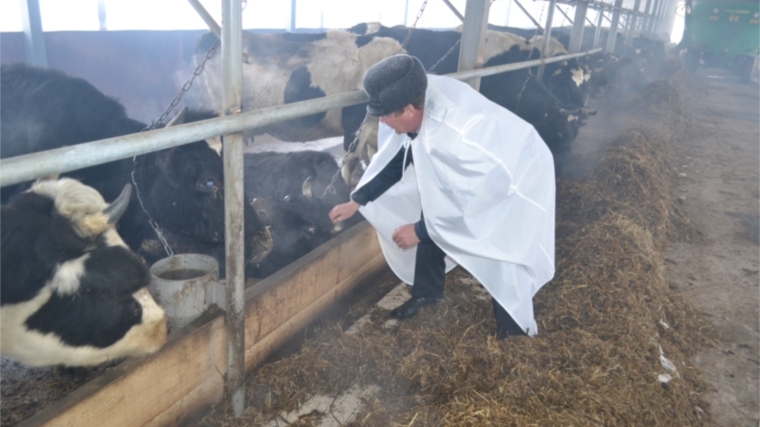 О посещении животноводческой фермы Канашского района