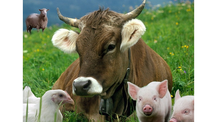 Шемуршинский район: состояние животноводства во всех категориях хозяйств за 11 месяцев 2014 года