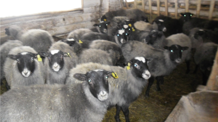 Зимовка скота в сельскохозяйственном кооперативе Янтиковского района под контролем ветеринарных специалистов