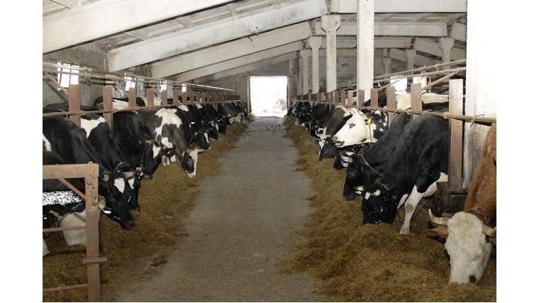 В коллективных хозяйствах Яльчикского района завершено исследование крупного рогатого скота на лейкоз