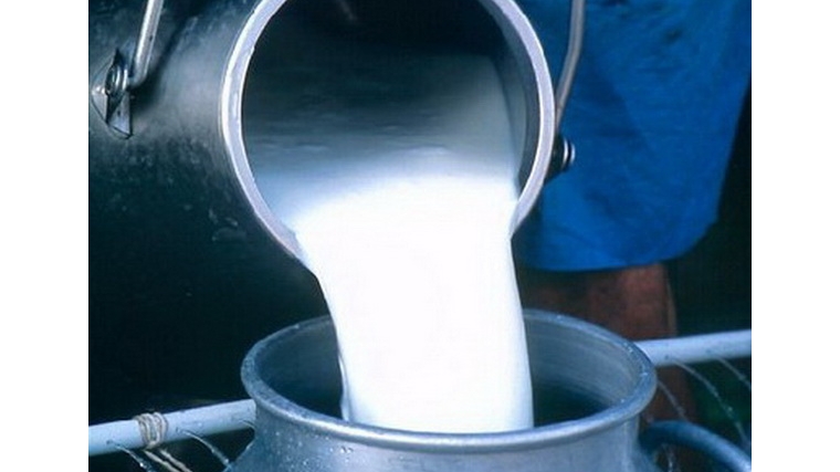Реализация излишков молока - доход в семейный бюджет