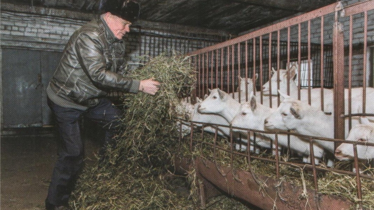 Козы - радость и надежда фермера Николая Васильева