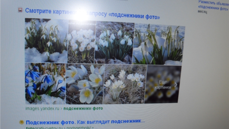 19 апреля - День подснежника: стали птицы песни петь, и расцвел подснежник!