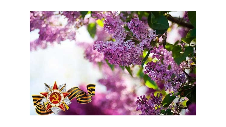 6 мая в Чебоксарах стартует Всероссийская акция «Сирень Победы»